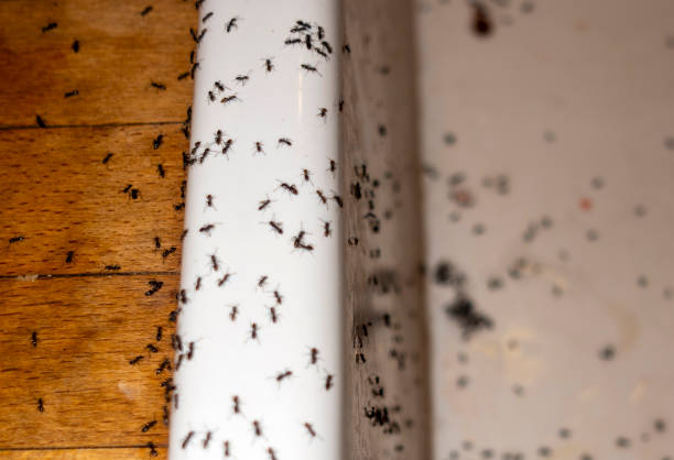 Best Wasp Removal Services  in Lake Wynonah, PA
